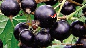Смородина черная Орловия (ribes nigrum) ? Орловия обзор: как сажать, саженцы смородины Орловия