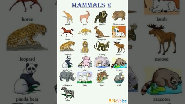 MAMMALS