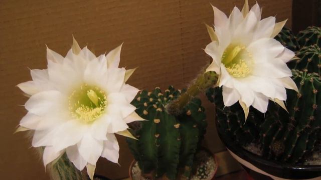 Cactus Echinopsis subdenudata blooming