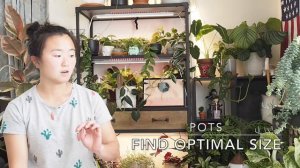 Plant Care 101 | Houseplant Care Basics and Tips