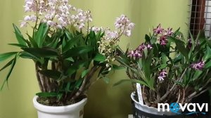 Дендробиум кинга.Dendrobium kingianum.Раскрыл свои бутончики.
