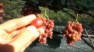 Виноград Ромино 2020