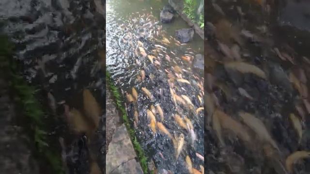 sungai dangkal penuh ikan gede