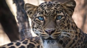 Редьярд Киплинг. Откуда у леопарда пятна