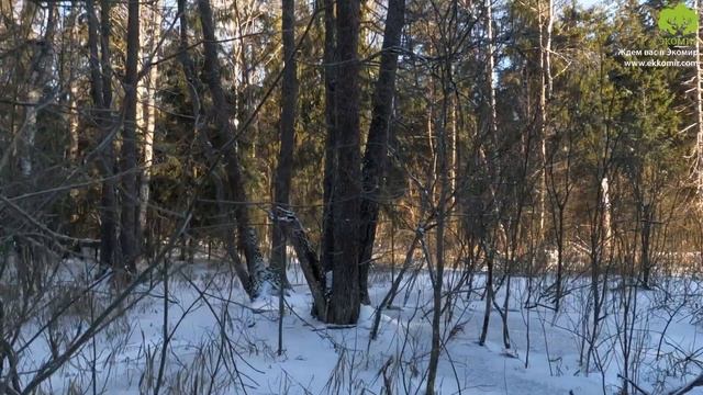 Охота на лося зимой с собаками