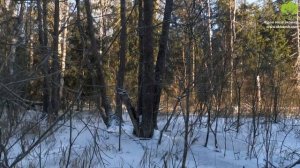 Охота на лося зимой с собаками