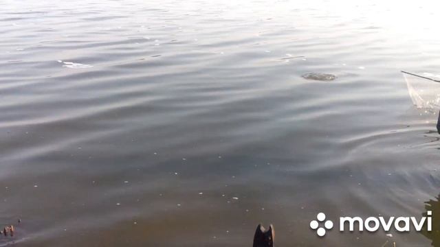 Как поймать карпа?пос. Новодеревянковский. смотреть онлайн