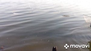 Как поймать карпа?пос. Новодеревянковский.