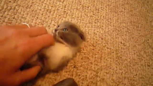 Scottish Fold munchkin смотреть онлайн