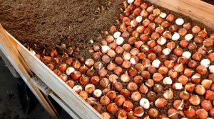 Высаживаем ТЮЛЬПАНЫ зимой для 8 марта || Бизнес на миллион #15