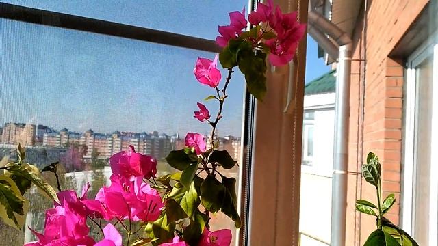 Бугенвиллия Вера Дип Пёрпл смотреть онлайн