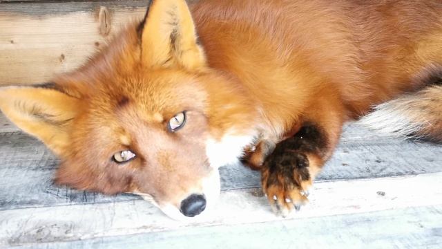 Лис Альф и Фокси - любовь не знает преград смотреть онлайн