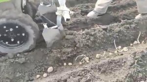 посадка картошки двойным окучником.