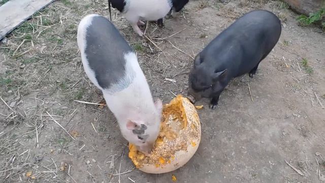 Вьетнамские поросята поедают тыкву - экоферма "К5" смотреть онлайн