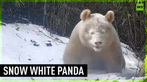 World's only all-white panda spotted in China's Sichuan province