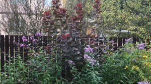 Скумпия красивый неприхотливый морозостойкий кустарник для средней полосы