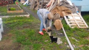 Бой волка и волкодава (жееесть)