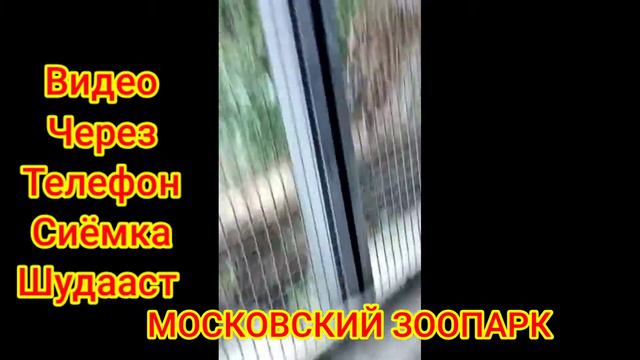 МОСКОВСКИЙ ЗООПАРК ИЮН 2020 смотреть онлайн