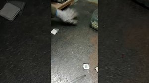 Разбор процессоров, снятие медной крышки. Золото, радиодетали, микросхемы, транзисторы, КМ.