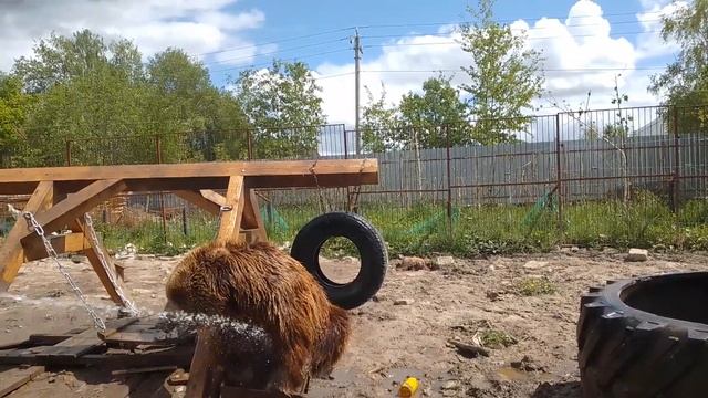 04.06.22. конец кота (мы их душили) смотреть онлайн