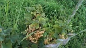 Ягодный сад. Обзор разных видов смородины. Вишня в Сибири.