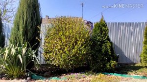 Бирючина . Стрижка, уход.