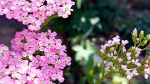 Многолетники, которые я вырастила из семян.