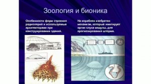 Бионика. Разделы и направления бионики. Примеры