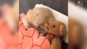 ВЕСЕЛЫЕ ХОМЯЧКИ / ВИДЕО ПРИКОЛЫ С  ХОМЯКАМИ НОВОЕ / FUNNY HAMSTERS