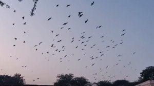 М. Глинка - М. Балакирев "Жаворонок"