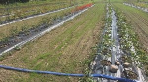 Owl Forest Farm Peony Project Tour