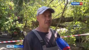 Дерево упало на ребенка. Смоляне делятся в соцсетях жуткими кадрами шторма