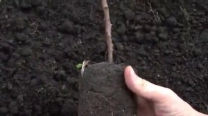 Посадка абрикоса в средней полосе