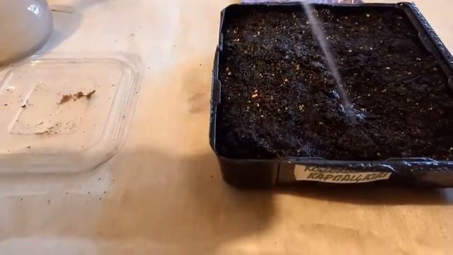 Колокольчик карпатский: выращивание из семян.