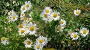 Коттеджный поселок "Эко озеро"