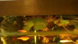 Палюдариум с водопадом своими руками (июль 2017 )