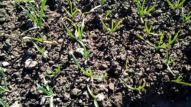 Всходы чеснока 11.05.20