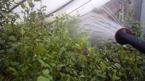 Дождевание - полив (фрагмент)