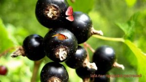 Смородина черная Аркадия (ribes nigrum) ? Аркадия обзор: как сажать, саженцы смородины Аркадия