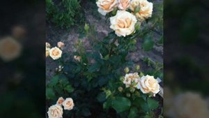 Чайно гибридная роза 🌹 Крем карамель
