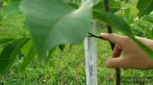 грецкий орех " Саратовский идеал" 3 часть