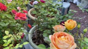 Как перезимовали розы в горшечном садике! Розы в кашпо???
