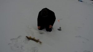 Удачная рыбалка на жерлицы на реке Кудьма.