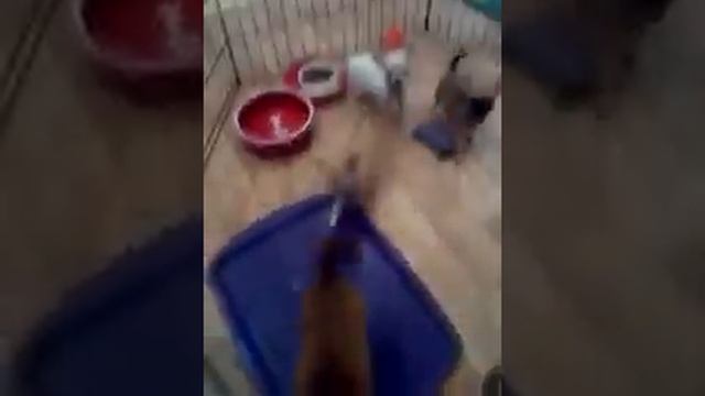 Купить щенка чихуахуа в Москве недорого смотреть онлайн