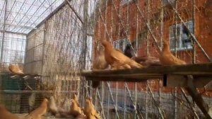 АРМАВИРСКИЕ КОРОТКОКЛЮВЫЕ ЖЕЛТЫЕ ГОЛУБИ  Pigeons  Taube