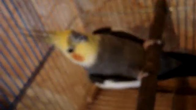 Кореллы красивые умные попугаи . смотреть онлайн