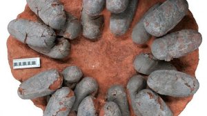 Ученые на синхротроне просветили яйца динозавров