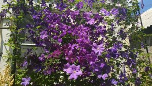 Клематис Виктория. 26.06.2020