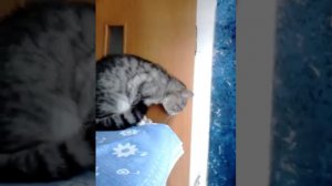 кот орет
