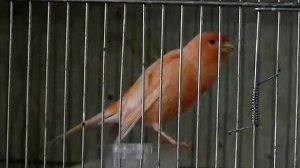 Как поёт оранжевый кенар часть 1